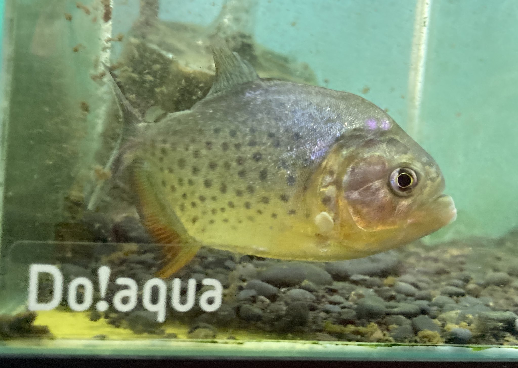 ユニアク にょろにょろ部 パラグアイ便で入荷したのはジャイアントイエローピラニアの若魚 人気の高いピラニアですね 6 7cm T Co Mghaffetxj Twitter