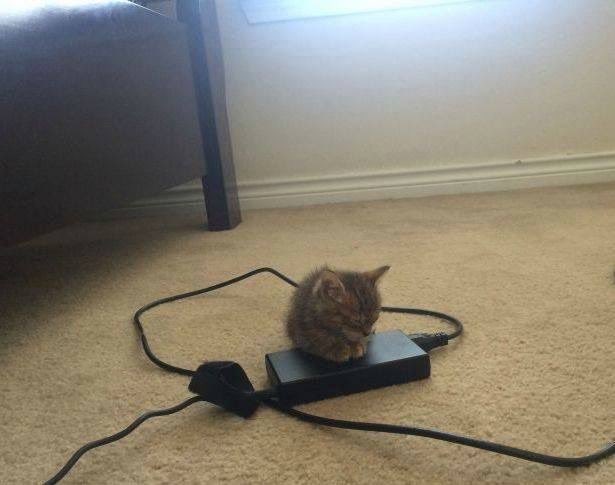 ShouldHaveCat's tweet photo. https://t.co/yenwQih18v