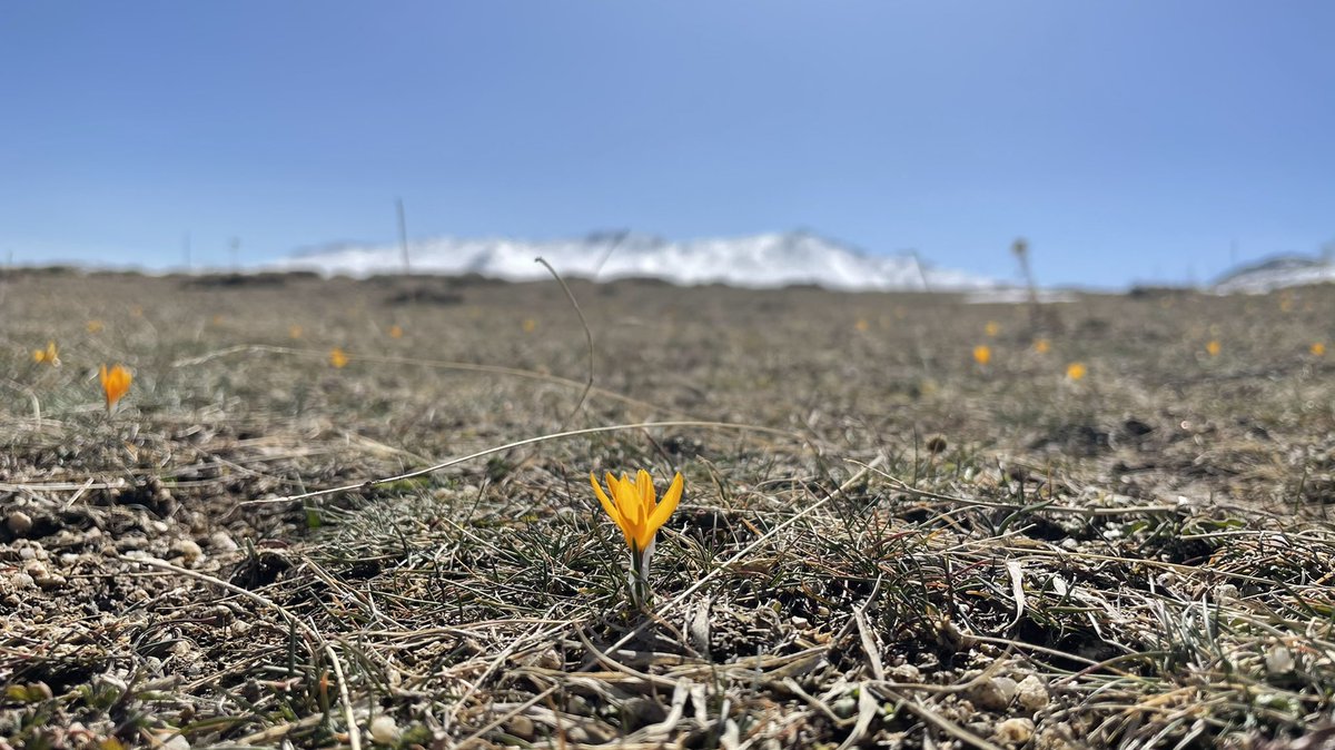 Çiğdemin Bahara Olan Aşkı Misali...
#orjinalfotografcekimleri 
#nevsehir #fotografkatibi #fotografsanati #fotografkaresi #fotografturkey #fotografhikayesi  #fotoğrafçılık #fotografelsefesi #fotoğrafheryerde  #fotoğraflar #fotoğrafaşktır #fotografturkiye #çiğdem #papatya #çiçek