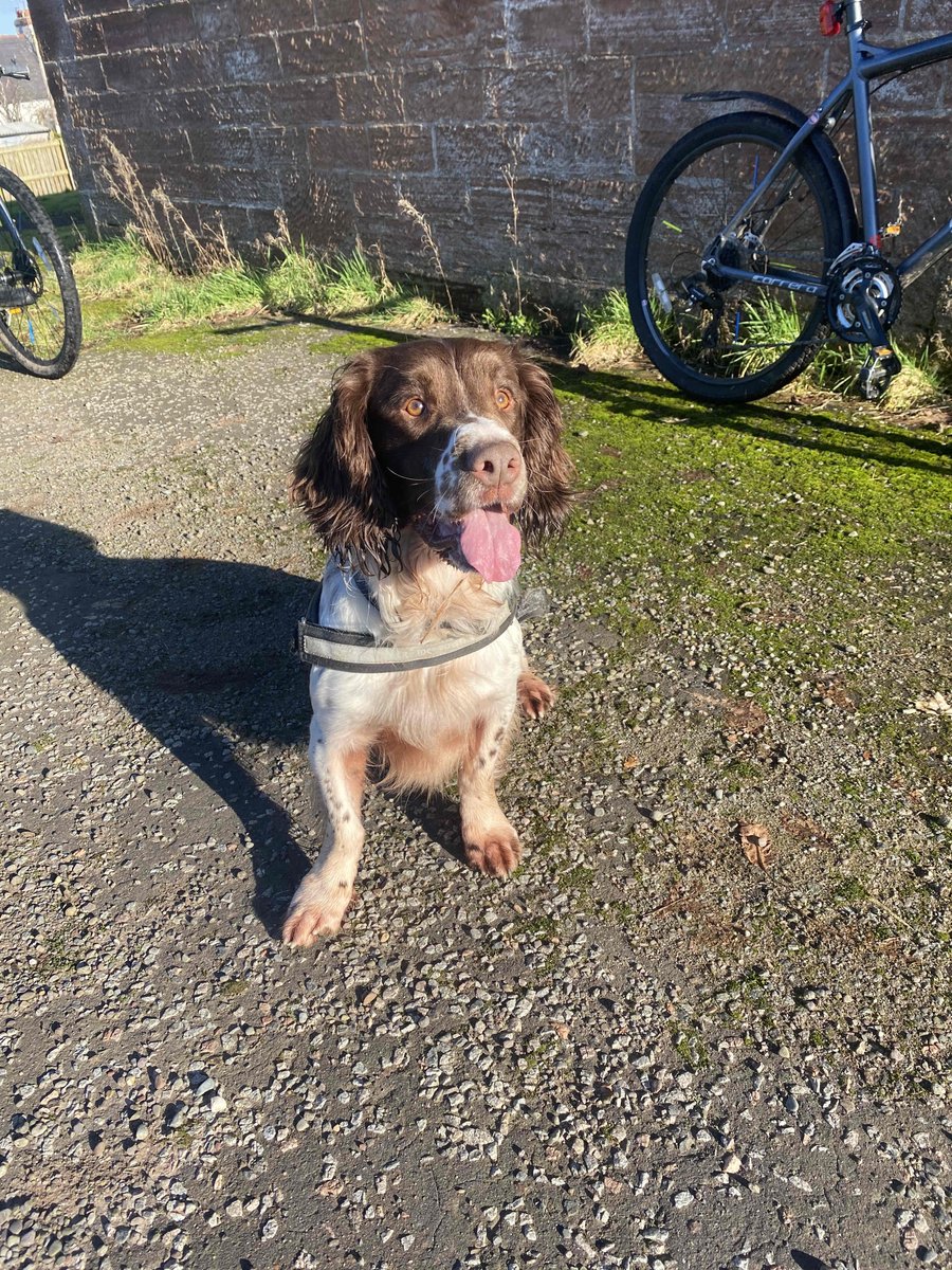 NithsdalePolice's tweet image. #PDMac from @polscotdogs joined #Dumfries Community Officers in the fight against drugs today. Tackling drugs is a divisional priority for us &amp;amp; we will continue to target those who disrupt our communities by drug dealing. #Partnershipworking #TeamWork #KeepingDumfriesSafe 🐶