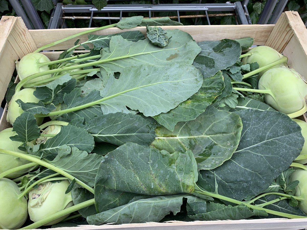 Kohl Rabi - fantastic steamed or cut paper thin in salads with blood oranges