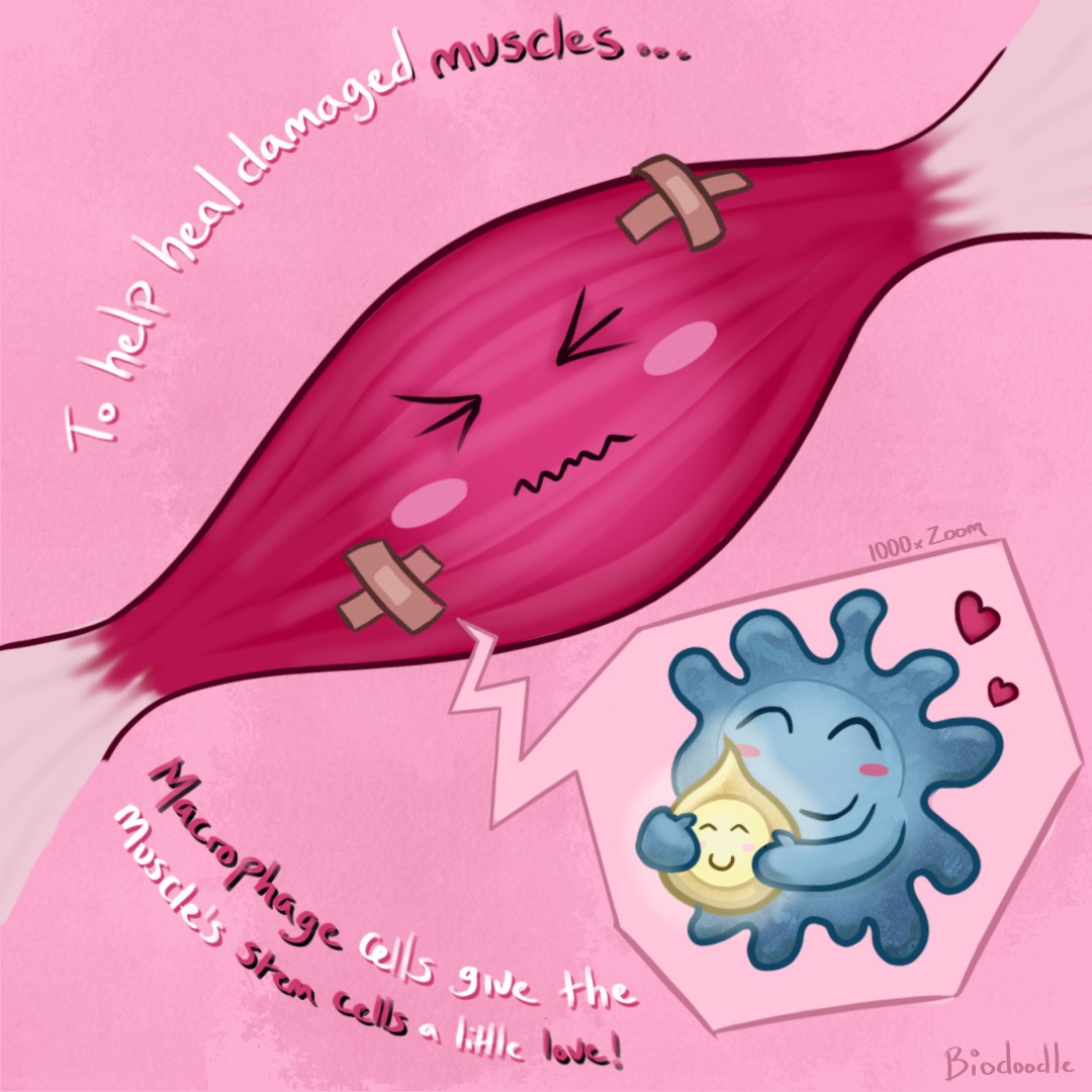 biodoodle's tweet photo. Harnessing the power of tiny cell-sized hugs to heal muscles! An immune cell called a macrophage releases a special 'cuddle chemical' that helps stem cells in muscles to heal damage, according to new results. Read more on the blog: https://t.co/zExnNUHSOF #scicomm #immunology https://t.co/EV3MwO3Lv2