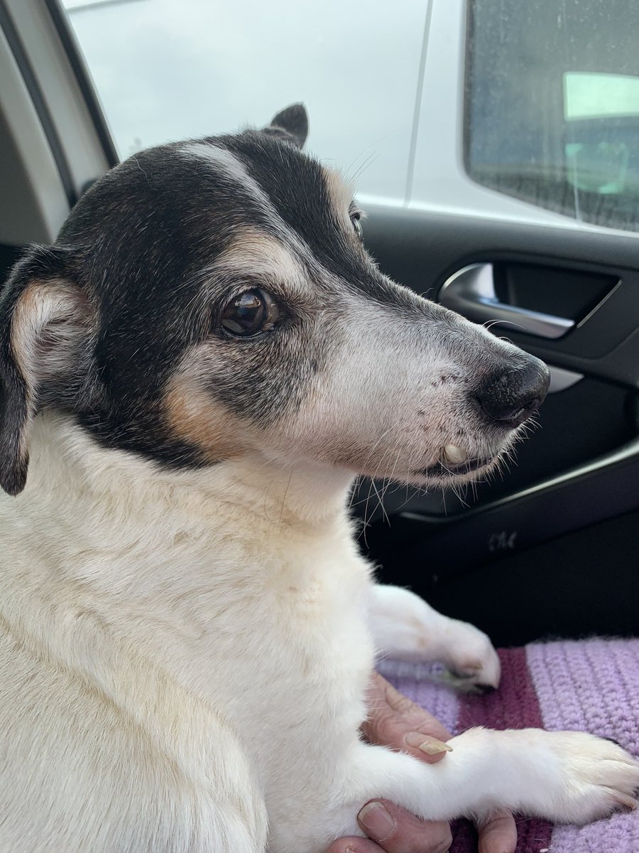Runningmum4's tweet photo. Our hearts are breaking as we had to say goodbye to our dog of 18 years Bob #overtherainbowbridge 😢😢 https://t.co/eJUy0ZRTly