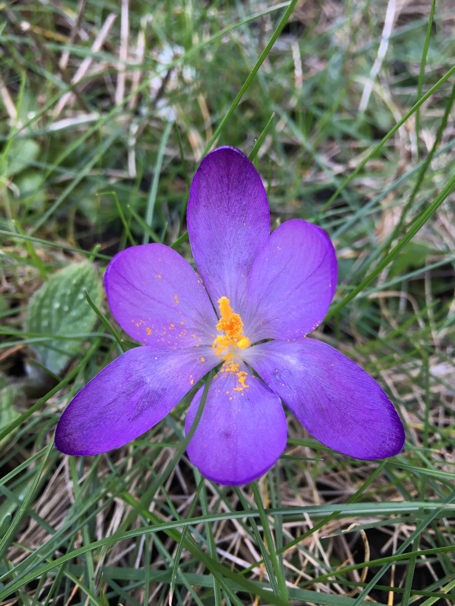 cijfer's tweet photo. Hoorah! Spring seems imminent..judging by nature..so a pleasant walk to The Cutting Green for today’s Made In England @ZFM_Zandvoort Join me for.. #gurlioctavia #circlesky #travis #pixx #theslp https://t.co/jN1AaiwgRu
