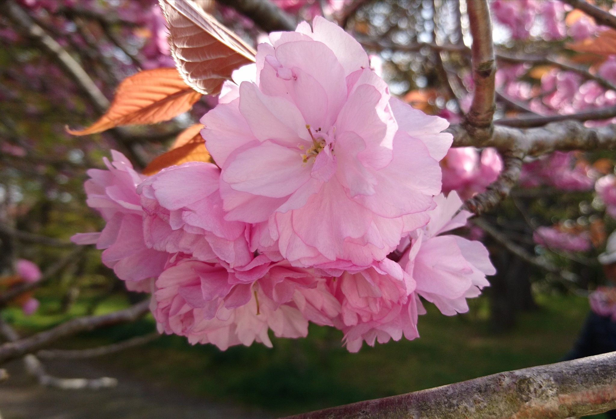 Hiro 花笑む日々 日本人にとって桜って特別でしょう 日本人はきっとホイホイ購入すると思うんですよ そして世界中のフレンドがいるskyで桜がモチーフのアイテム出るの嬉しいね これは関山 かんざん 桜茶に使われる桜 T Co Sxywg9vrqv