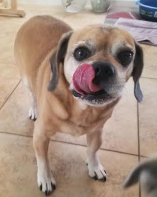 hermsthepuggle's tweet image. This is now a memorial account Herms went to Rainbow bridge Feb 07 2021 He was around 14.  I love you will forever love you.  You were my Bubba.  One of his last pics.
Please donate to a charity of your choice in his memory
RIP Herms you were my love