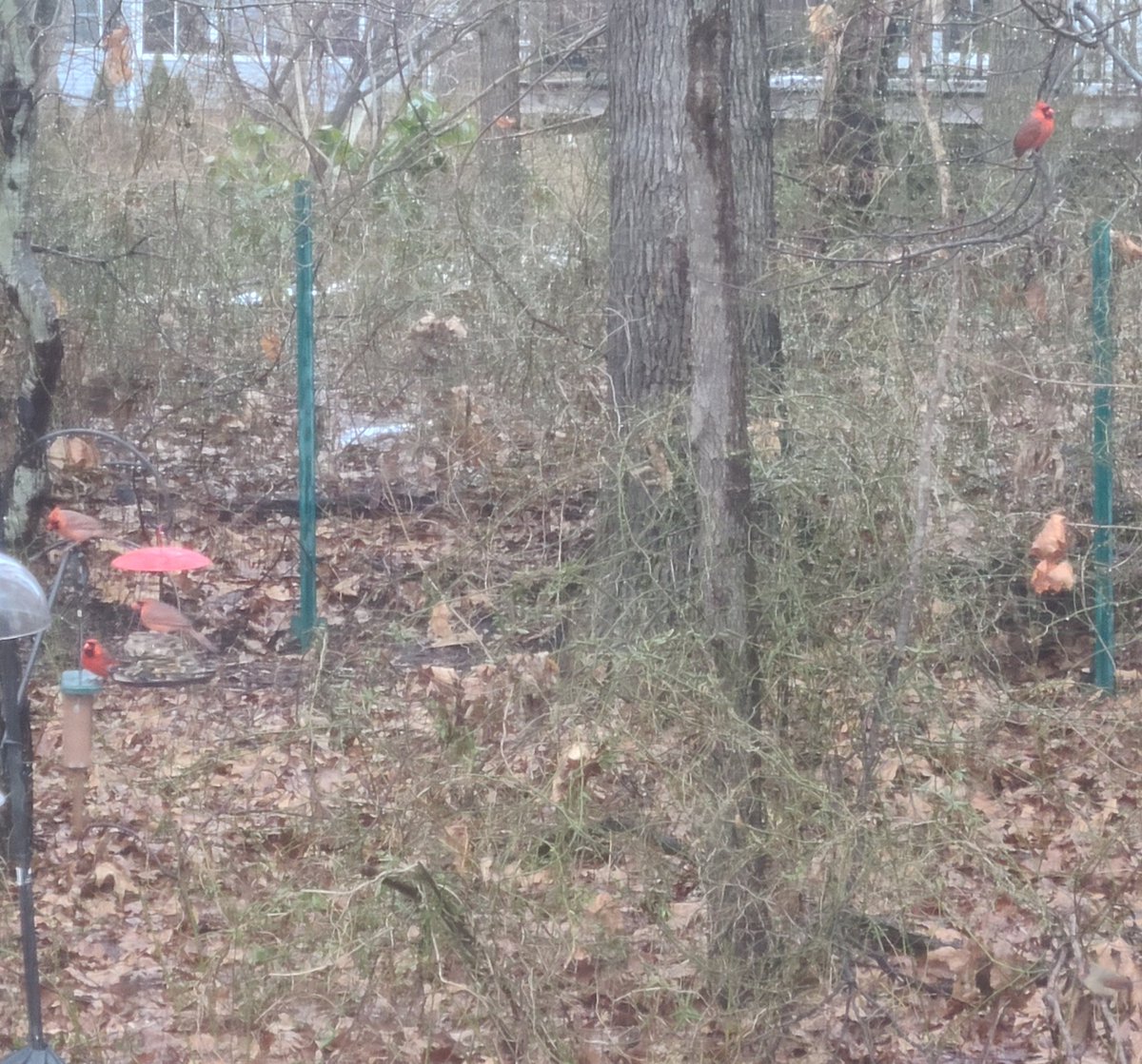 brian_bonafitz's tweet photo. Wow, this is a #FitzManor first! Actually saw 6 #Cardinals outside our back window at the same time (could only fit 4 into the pic). That's gotta be a sign that #Spring is almost here!! #SundayFitz #Weekend #FitzGirlsRule #ViewFromTheKitchenWindow #QuarantineDadLife #MiddletownNJ https://t.co/ClIaTHMAgS