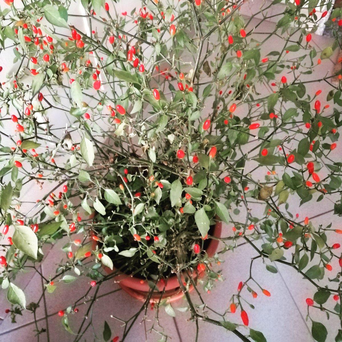 ClaudioProsit's tweet photo. Pepperon Valley
#peperoncino #peperoncinopiccante #rosso #red #pepper #redhotchilipeppers #goodcolor #passion https://t.co/tQTEDoCVey