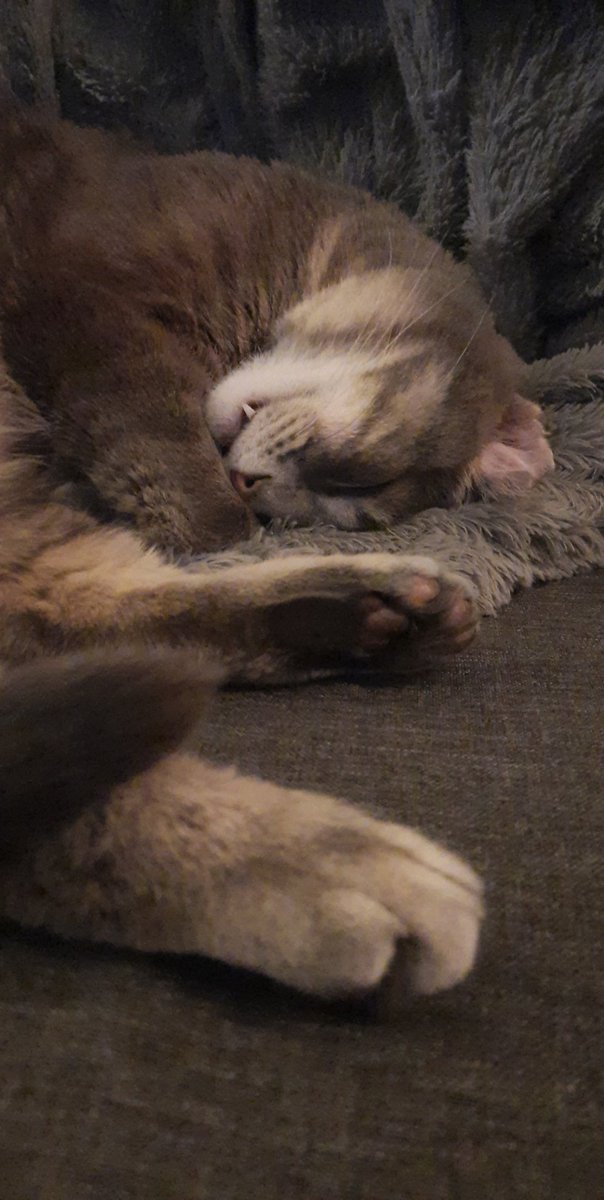 OneEaredCat's tweet image. When I was a kid, I used to dream of having a pet that would go to bed with me

Now this sweetheart scolds us for staying up too late because he loves sleeping with us so much 😭

#CatsOfTwitter #cats