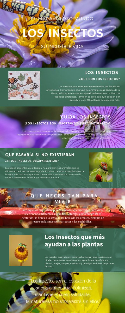 ElInsectos's tweet photo. 🦋"Una pequeña información sobre los insectos"🐝 https://t.co/0EFgWfDo5i
