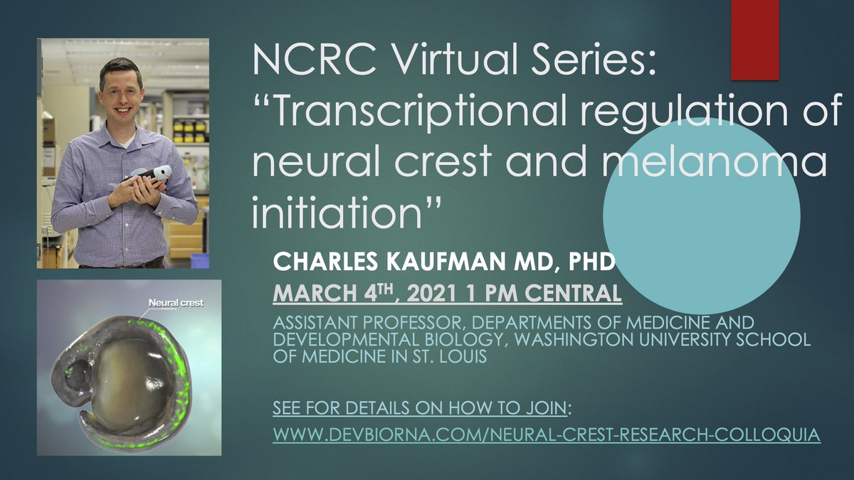 uribelabrice's tweet image. Time for the next #NCRC virtual seminar March 4, 2021 at 1 PM Central time. 

We continue this week with a #neuralcrest and #melanoma talk by Dr. Charles Kaufman. Exciting work! @kaufman_lab 

To join, please see devbiorna.com/neural-crest-r… and, the poster for details.

#devbio