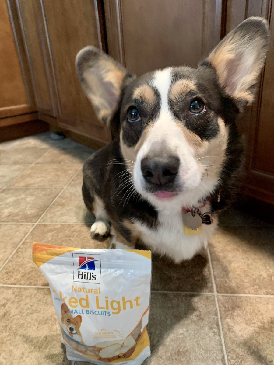 Quinn_The_Corgi's tweet photo. Mom got me some new treats- @HillsPet Science Diet Light... Four paws delightful 🐾🐾 

I do have a concern as there is another #corgi on the bag... I thought I was your #1 corgi! 
.
.
#corgicrew #sciencediet #HillsPet https://t.co/Yhc1H7Uae8