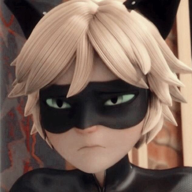 Chat noir tweet media