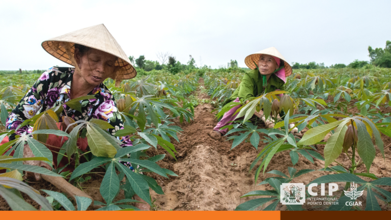 RTB_CGIAR's tweet photo. Toolbox for Working with Root, Tuber and Banana Seed Systems Launch: 
2 March 15.00-16.00 EAT
“Every living thing we produce starts from some sort of #seed. It’s a huge responsibility for seed systems research to take on.” @ErikDee3 @BiovIntCIAT_eng @CGIAR https://t.co/zfJDteCjOf https://t.co/GwtprA5JZ1