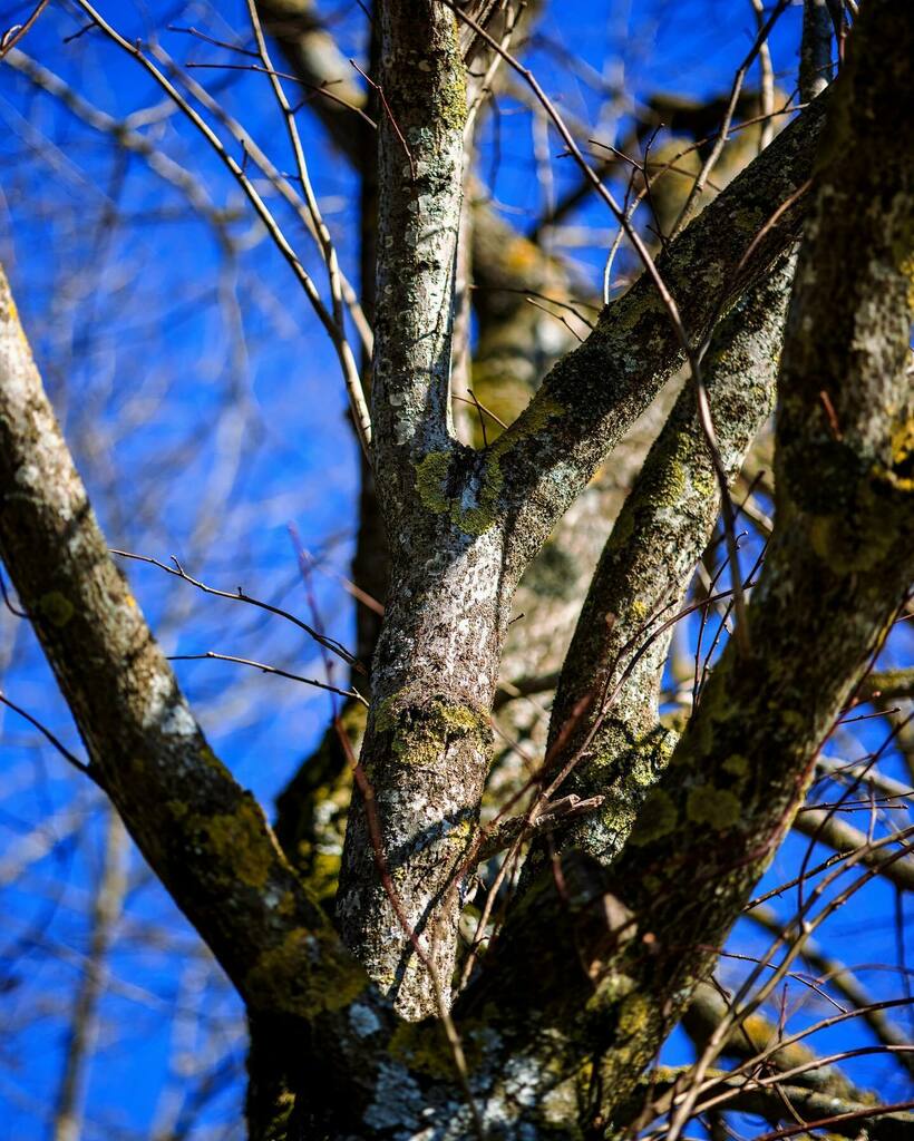 cavewalker's tweet image. #canon #canonphotography #canondeutschland #canoneosr5 #canonrf85f2 #frankonianswitzerland #spring #tree #bokehphotography instagr.am/p/CL172ERlo6o/