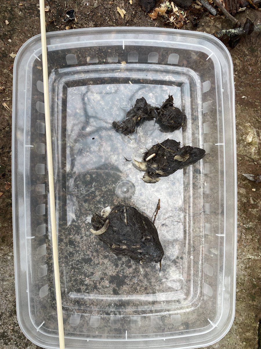 annetteNZevans's tweet image. 🦉Wholly Owl Pellet! 🦉
This is the largest I’ve ever seen! 

Stay tuned for some sweet finds as I dissect it! 

#BackyardScience #BackyardBirding #owls