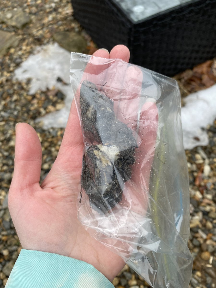 annetteNZevans's tweet image. 🦉Wholly Owl Pellet! 🦉
This is the largest I’ve ever seen! 

Stay tuned for some sweet finds as I dissect it! 

#BackyardScience #BackyardBirding #owls