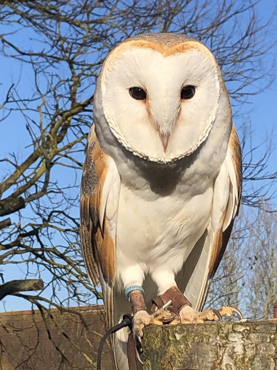 birdsandbeyond's tweet photo. Barn Owls in the sunshine 🦉🥰 https://t.co/VPUNZ8O2nE