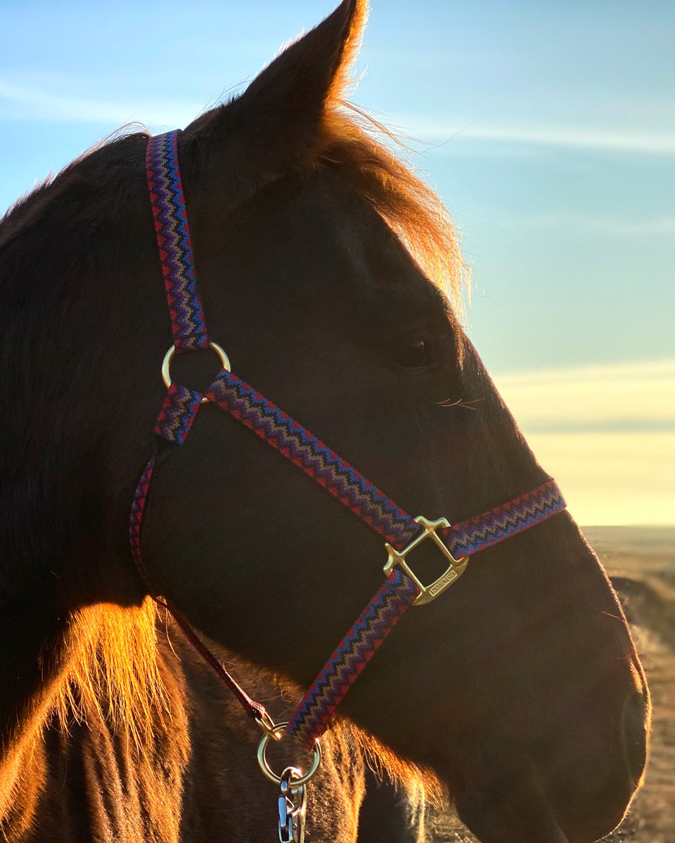 HamiltonPet's tweet photo. Weavin' right into Sunday with our weave print collection may be the best decision you've made all week 🐴✨ https://t.co/TybGCR5p5V