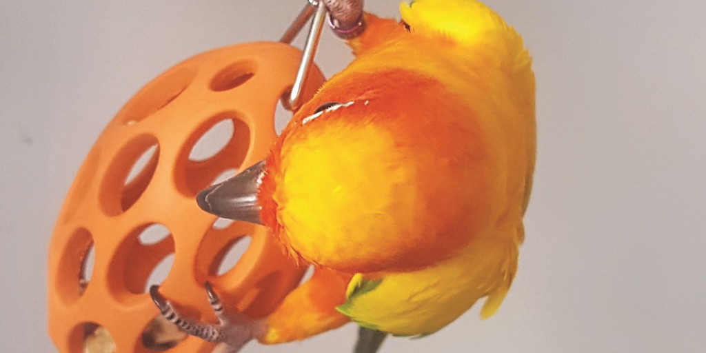 NorthernParrots's tweet photo. Thank you to the lovely Sun Sun for sharing how much he loves his foraging toy. Parrots need tough toys like this to occupy their clever mind. What does your bird use? #conurelover https://t.co/F8DSjoMfCg