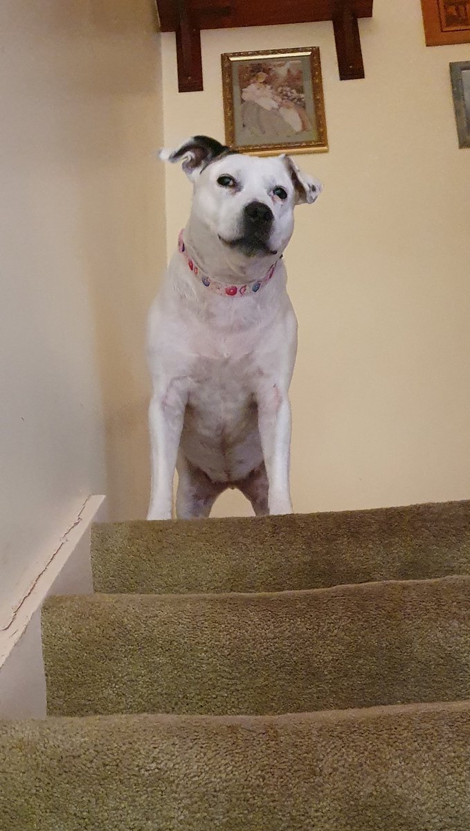 Penny_theDog1's tweet photo. Human says I'm in the "doghouse" today because I started up at 6.30am π€·ββοΈ apparently it's fine every other day apart from Sunday! #Conflicting #confused #noisypup #InCharge #grump #grumblesocks #SundayMotivation #dogs #dogslife #dogsoftwitter #cheekymonkey #complain https://t.co/iJVRl2pO3f