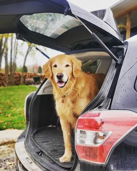 SubaruCanada's tweet photo. Does your 🐶 prefer fetch or Subie rides? Tweet us! #SubieDogs (📷: Marie Soleil Gaulin) https://t.co/tzUuoBIuQB