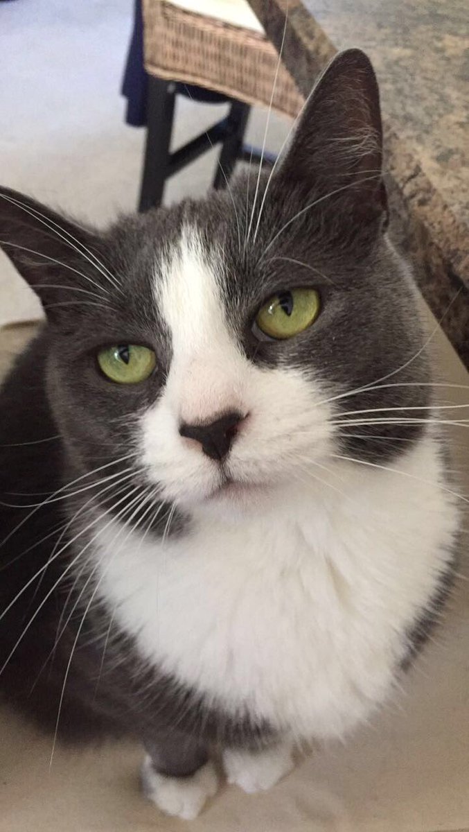 A throwback from 2 years ago today 😿💔 #angelChloee #chloeeee #coolchloee #catsoftwitter