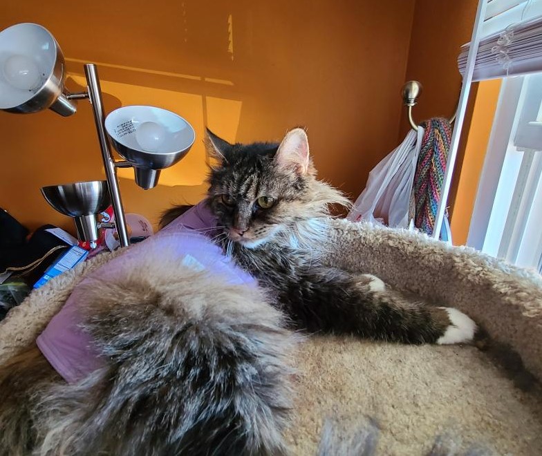 Evike Szandreyni tweet media