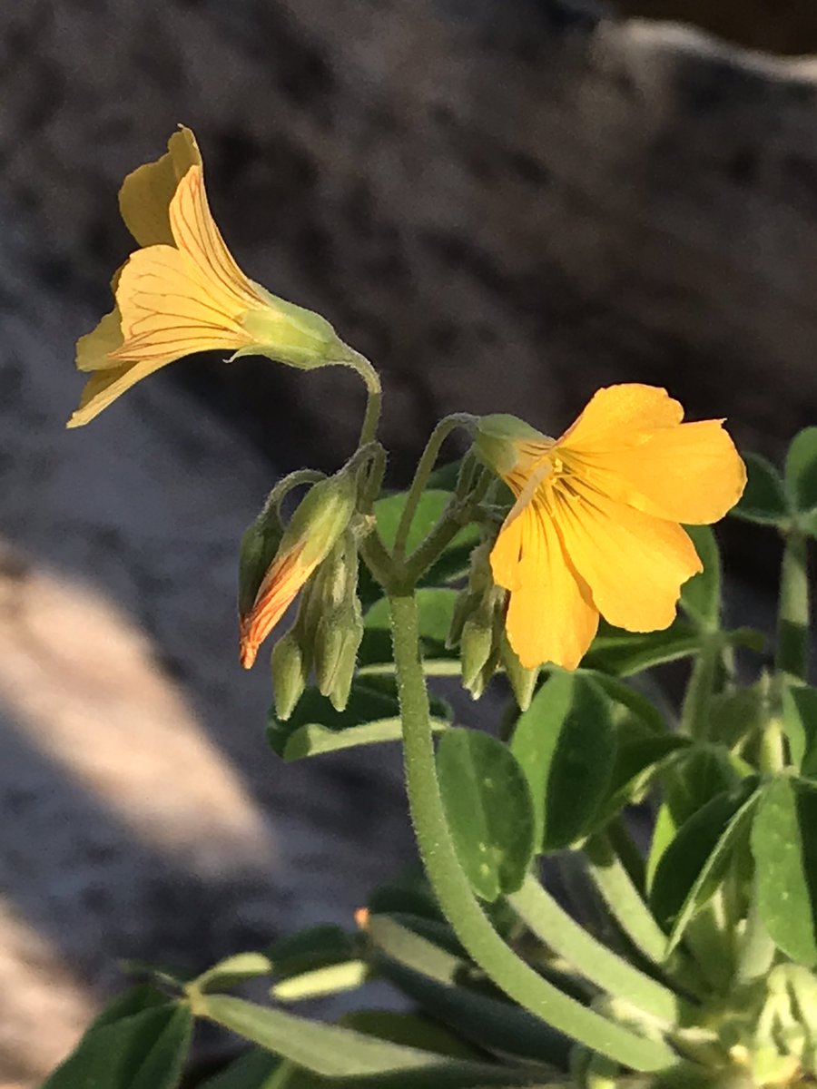 flowering in the winter sunshine today is this unusual Oxalis 
kindly given to me by a good friend , Oxalis herrerae from Peru.
Unlike most other oxalis that are low growing this one can eventually grow 3 foot tall and Im loving those swollen leaf petioles quite bizarre 😁🌱