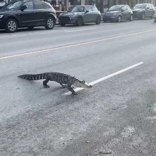 RT @GatorsDaily: MOVE OUT OF THE WAY HE IS CROSSING THE STREET https://t.co/OIoXXqx5BT