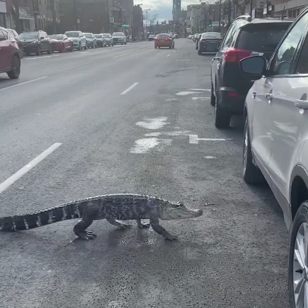 MOVE OUT OF THE WAY HE IS CROSSING THE STREET