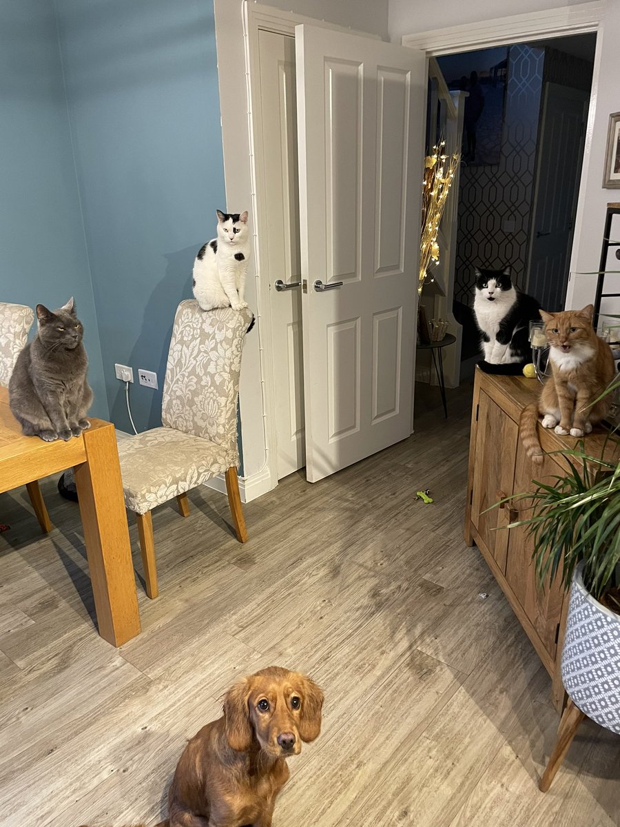 Our mob waiting patiently waiting for dinner 🐶 😼😽😸🙀