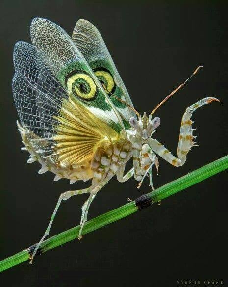 ElInsectos's tweet photo. Los insectos con una extraña belleza👀 https://t.co/XFDFtEEeBw