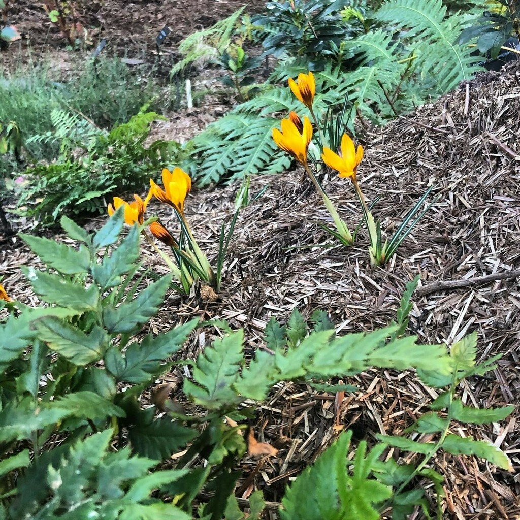 Strulchmulch's tweet photo. Spring is in the air.⁠
⁠
#strulch⁠
⁠
📷 @mafju https://t.co/lJ6Eh6VJpt https://t.co/8r5qdSCFtG