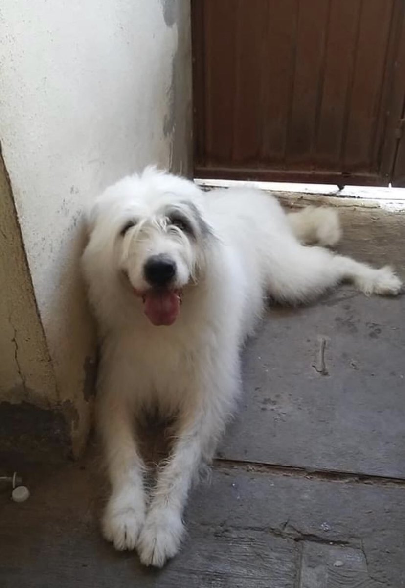 esterilizados's tweet photo. #SeBusca | Ruffus se perdió en Jacarandas Jardín entre San Patricio y Magnolias.
Lleva collar con identificación y tel 
La foto es actual
Es desconfiado y tiene temor a los cuetes. Nunca se sale por sí sólo.
Gracias. Inf.8441730875 @CICsal @AdacAnimalista1 @judithespadin https://t.co/QYrqbXl5RQ