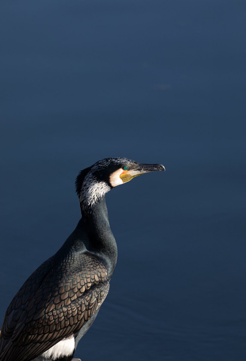 thesweetflight1's tweet photo. Great Cormorant in breeding finery on the #LeaNavigation.
The latin: Phalacrocorax carbo and carbo is Latin for "charcoal".
All of this #wild residents around #Hackey #WalthamstowWetlands
#London
@WildLondon
@LeeValleyPark
@E17Wetlands
@walk_hackney https://t.co/QcVfMP3kxA