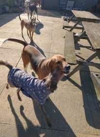EGLR1's tweet photo. https://t.co/GshSY3NubZ
#Cottontails don't eat me say 
#dollydimples
#Sunday 
#sunshine
#RescueDogs https://t.co/TT5DItYsio