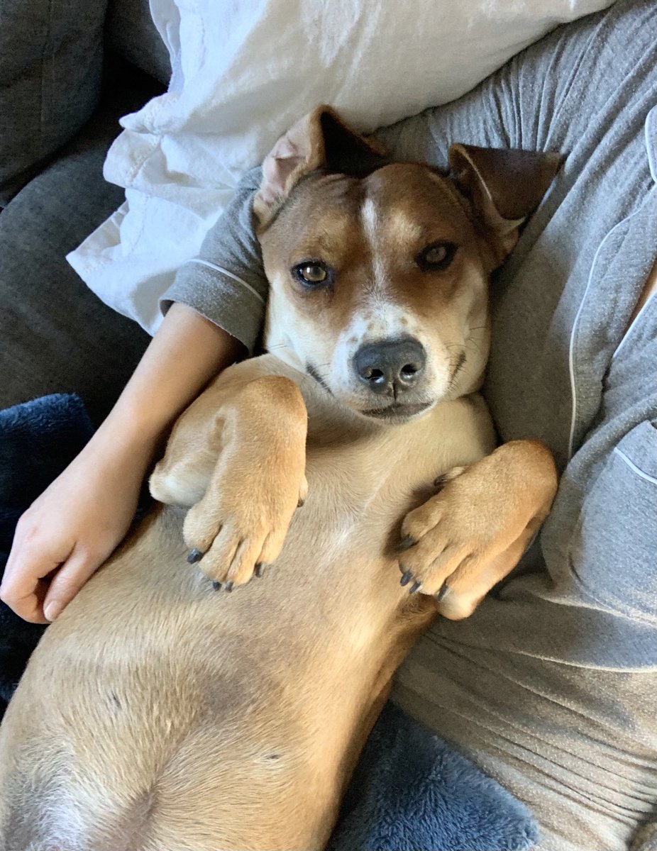 bearosekoch's tweet photo. He slowly wiggled and wedged until he achieved the exact position he wanted and we won’t be moving for the foreseeable future https://t.co/whHWWUw8ft