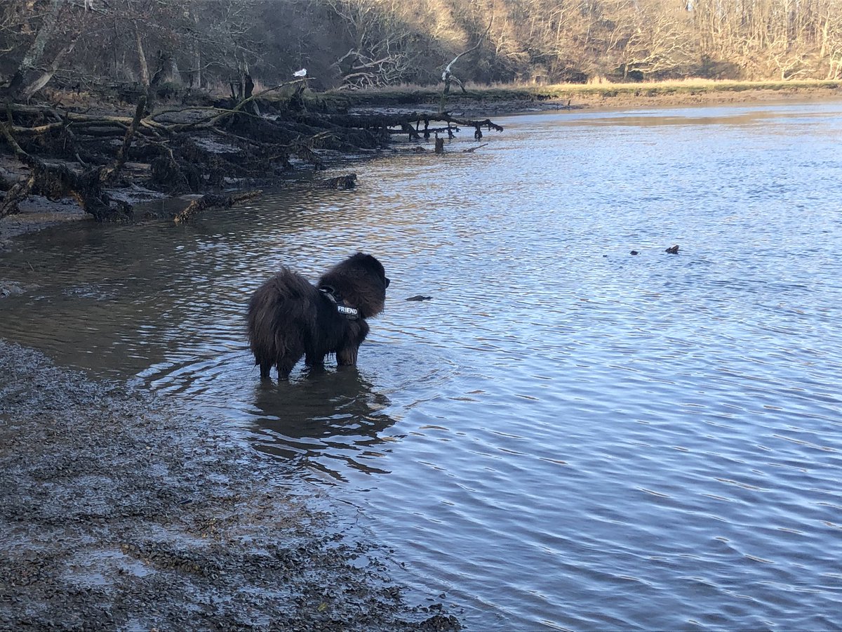 Cal_the_vet's tweet photo. 324 running miles in feb, over half way to Centurion Slam 600 mile challenge. Yoga and foam rolling followed by a walk in the sun with the family and 2 of our 5 dogs (the non geriatrics) #centurioncommunity #thesevetsrun #SpringIsComing https://t.co/sbbyuRfmGQ