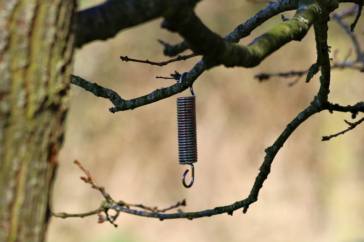 Well folks, it's official, Spring is in the air/ @Shanks1Scotland @Tracking_Signs @FenlandPhotos @SianWeather @nikniknature