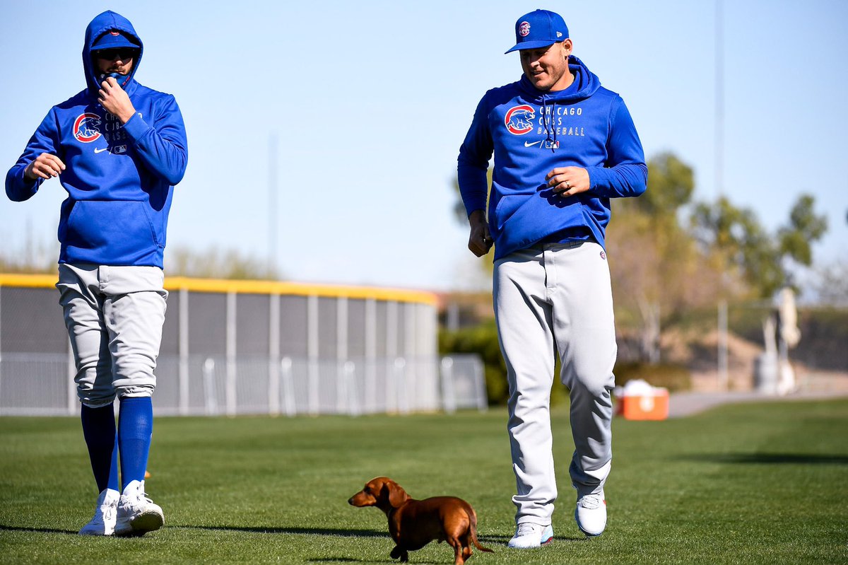 anthony rizzo dog