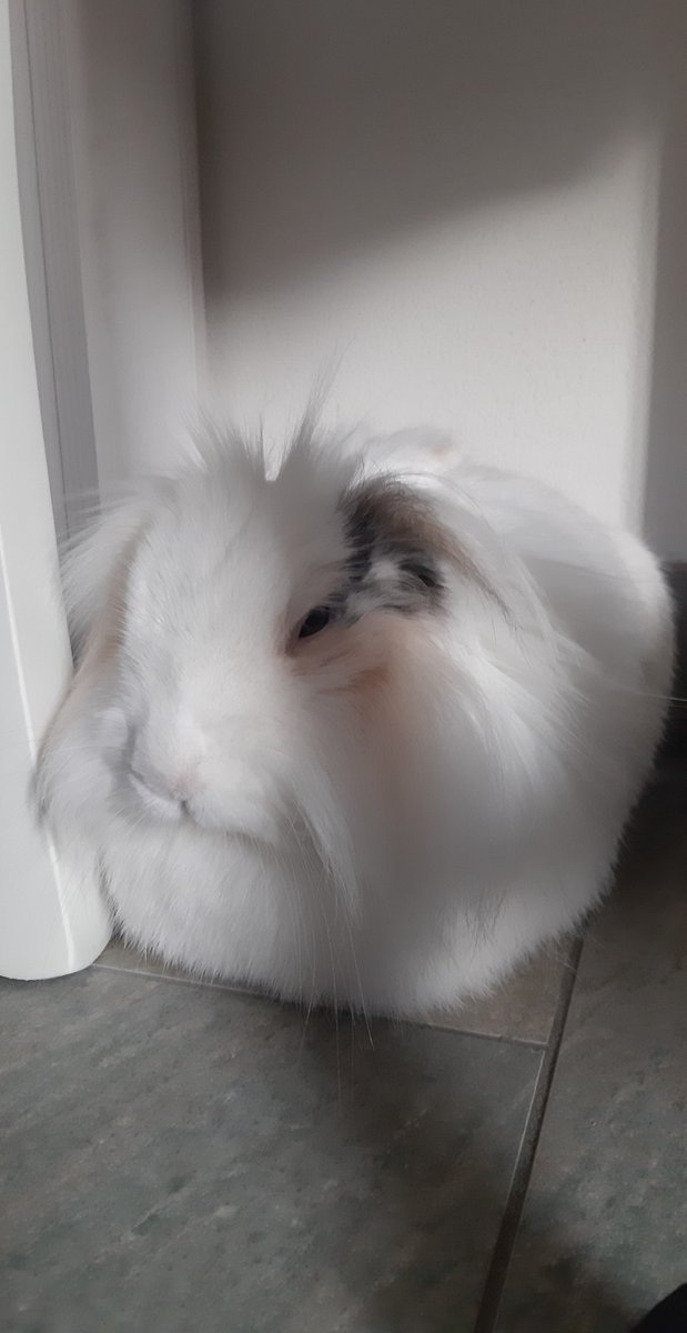 ElisaMoon_wolf's tweet photo. Day26 - pets๐ฐ
#FebDechART https://t.co/PYjHQFBVkC