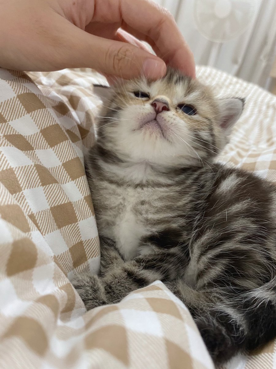 ไอต้าวเสือปีนมานอนด้วยบนเตียง มังเปงนุบนิบไปหมด โอย ใจชุ้น🥺