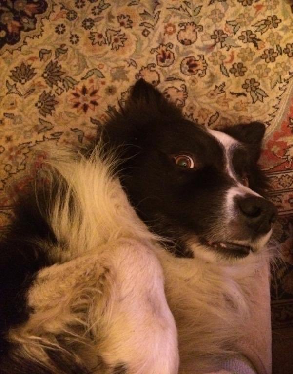 EdClowes's tweet image. #CuteDogsOfTwitter