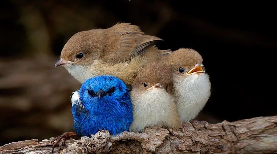 "The cruelest animal in the world is human." Nietzsche