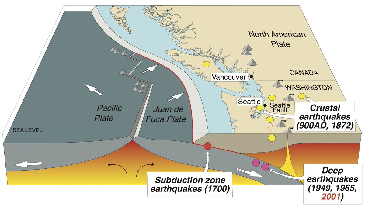 During the hundreds of years  between massive Cascadia subduction megathrust earthquakes, the Puget Sound region is rocked every few decades by nearby, deep earthquakes like the 2001 Nisqually event.