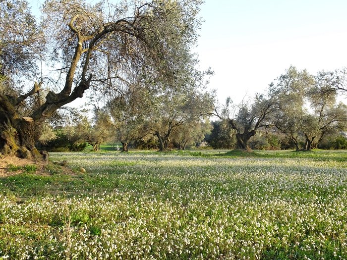 Camp d'oliveres a Llerona.
#paisatge 
#llerona
