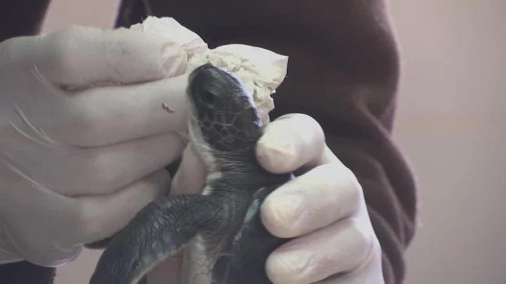 Mysterie opgelost! Volgens onze 7-jarige mochten we nooit meer mayonaise eten ‘want dat halen ze uit de keel van schildpadden!’ Zie ik net op het nieuws dat met teer besmeurde zeeschildpadden in Israël gered worden door ze mayo te voeren.