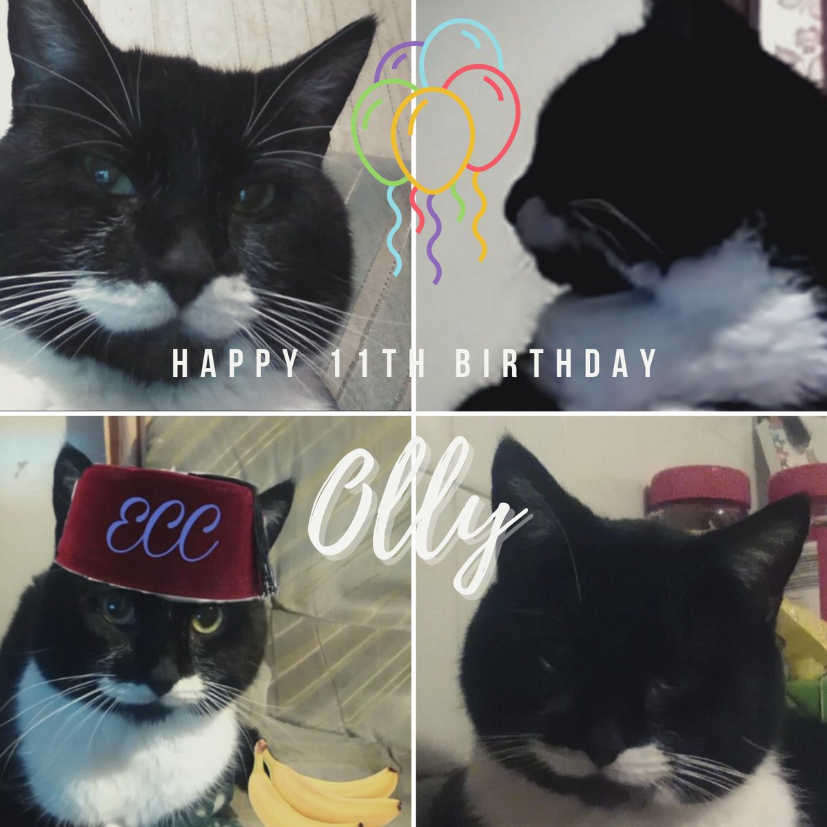 kittehsofLC's tweet image. Happy birthday Olly! Cheers to the best Boster there ever was 🍻🥂

Excited to be here with all of your friends ❤

#OllsPawty