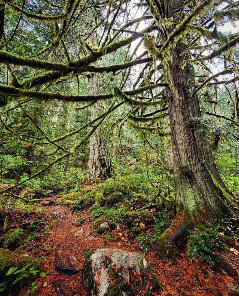 Blissfully lost in our favourite place - the forest. 🌿⁠ | SunriseRidge.ca 

📷 frank._ca